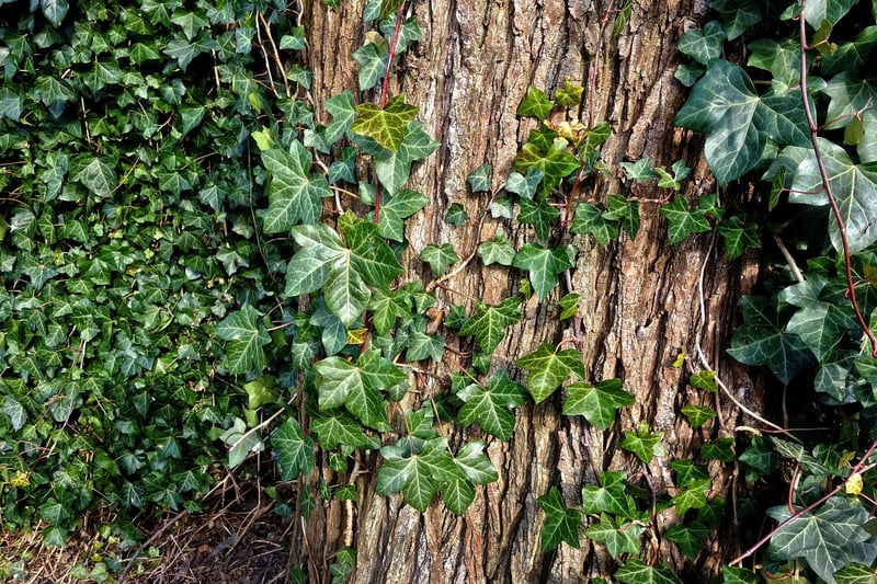 Climbers and Creepers